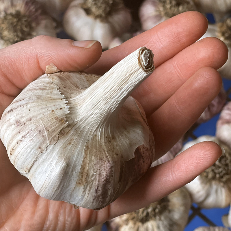 Garlic Heads 500 grams